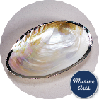 8486-17 - Cabebe Oyster Dish